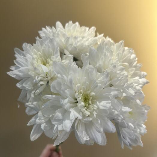 Кустовая хризантема белая