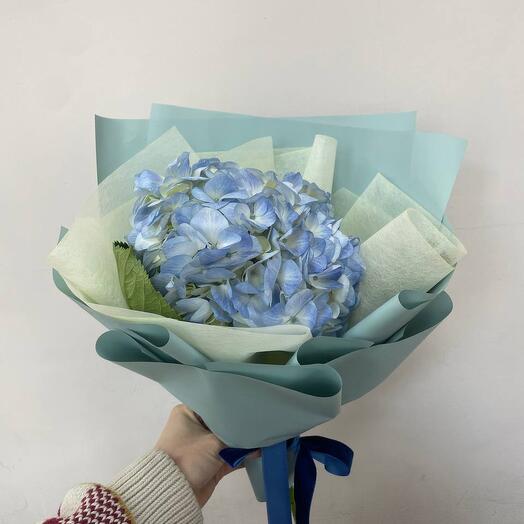 Blue Hydrangea