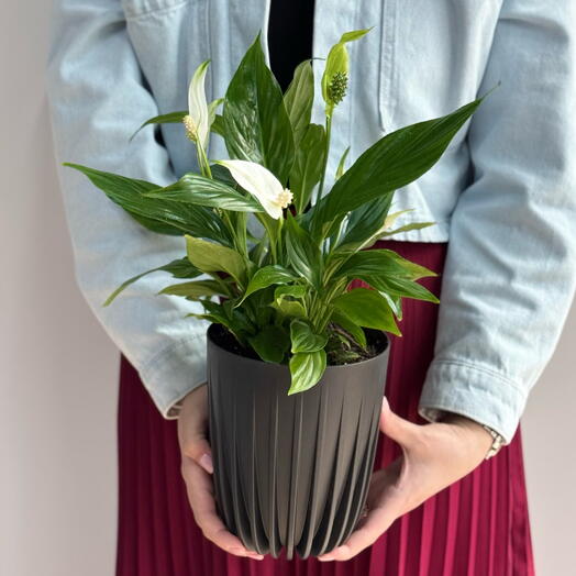 Спатифиллум пересаженный в кашпо