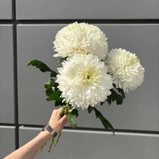 Букет хризантем помпушки
