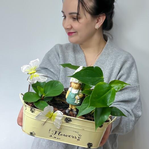 Комнатное растение паперония и антуриум с декоративной фигургой Девочкой,  бабочками в металлическом кашпо