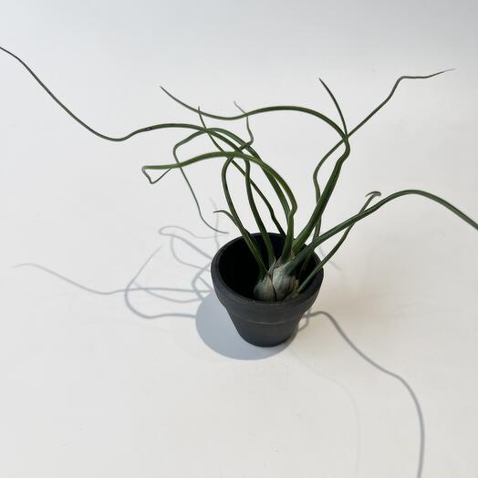 Тилландсия (Tillandsia bulbosa) аэрофит