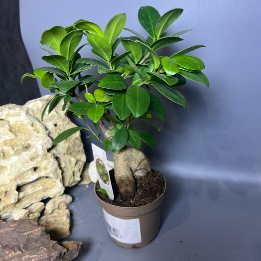 Фикус Гинсенг типа бонсай, комнатное деревце