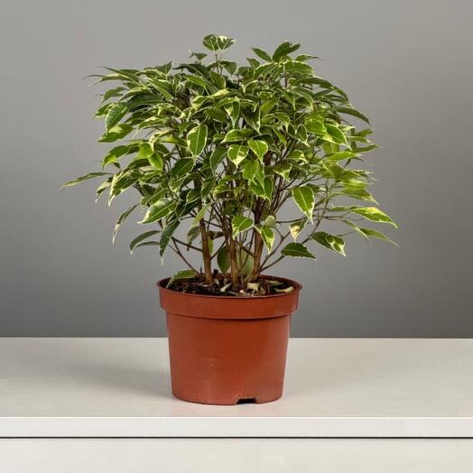 Фикус Бенжамина Кинки 35см