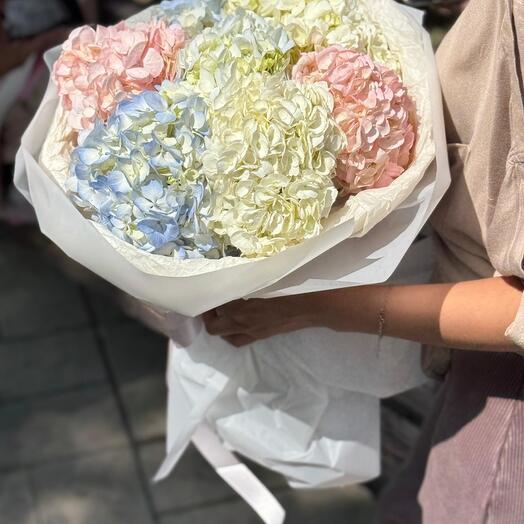 Пушистые гортензии