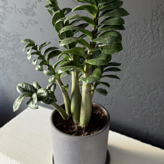 Замиокулькас зензи