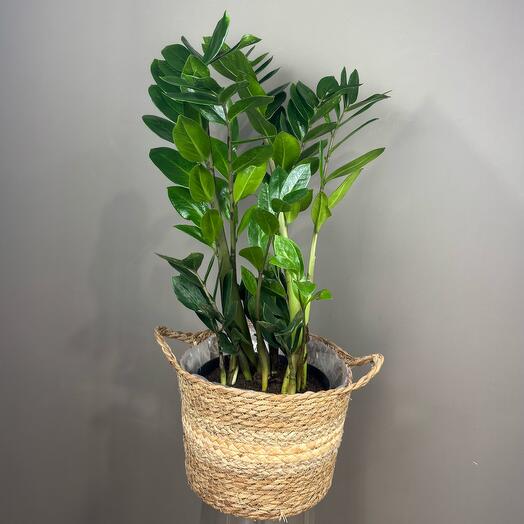 Замиокулькас в плетеной корзине