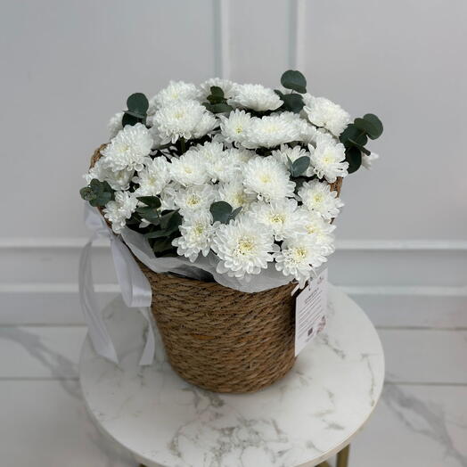 Хризантема в кашпо М