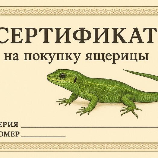 Сертификат на покупку ящерицы