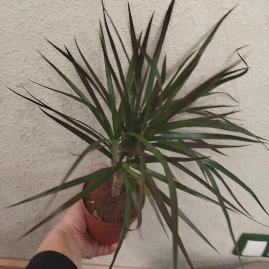 Драцена маргината