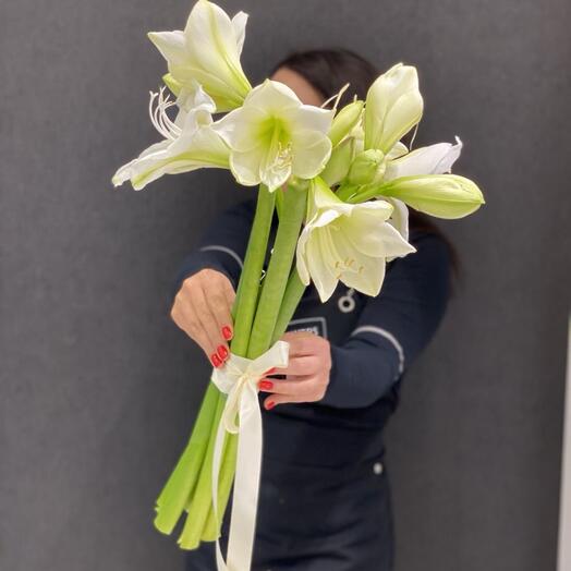 Амариллис белый букет под ленту