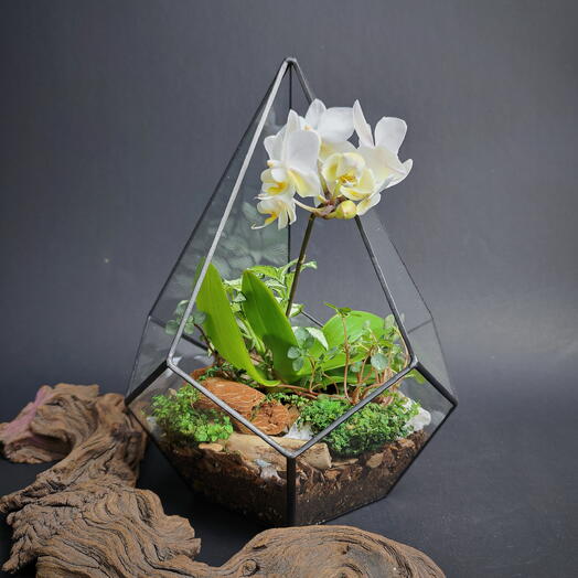 Флорариум с орхидеей "Нежный цветок"