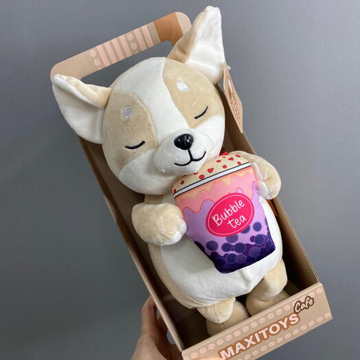 Корги Рэй в коробке
