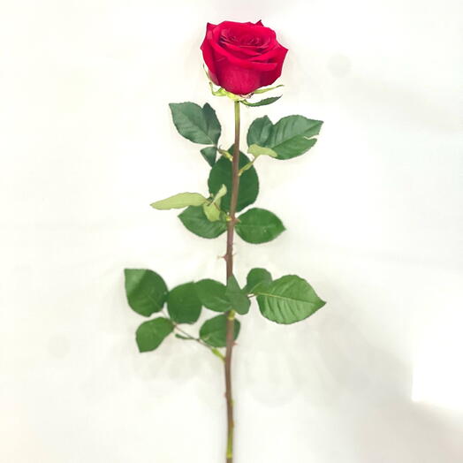 Роза с запахом  Red Naomi высокая 80см