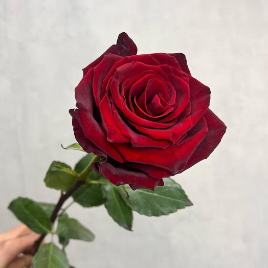 🌹Роза красная 70 см 🌹