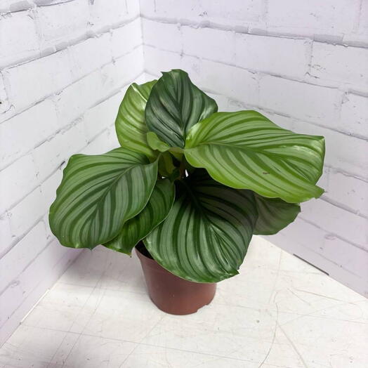 Калатея Орбифолия