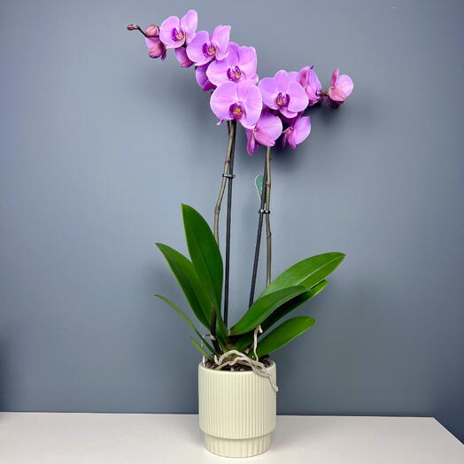 Розовая орхидея фаленопсис, 2 ствола в керамике, высота 75см