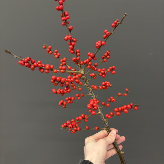 Ветка Илекса