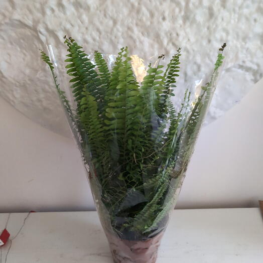 Комнатное растение Папоротник