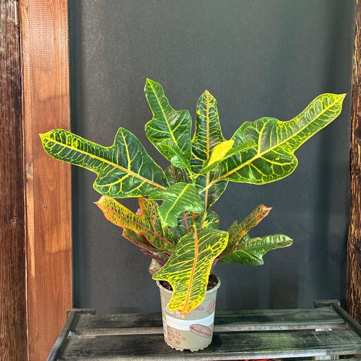 Комнатное растение кротон