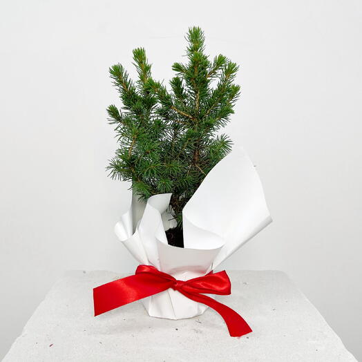 Ель канадская Коника д9  в белой подарочной упаковке с красной лентой