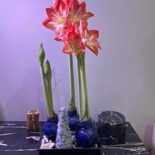 Луковица амариллиса в синем воске