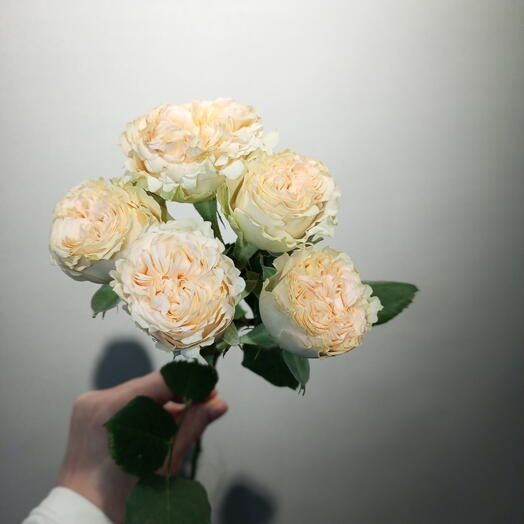 Роза кустовая кремовая