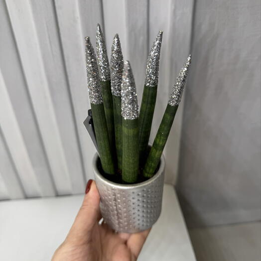 Сансеверия цилиндрика 2