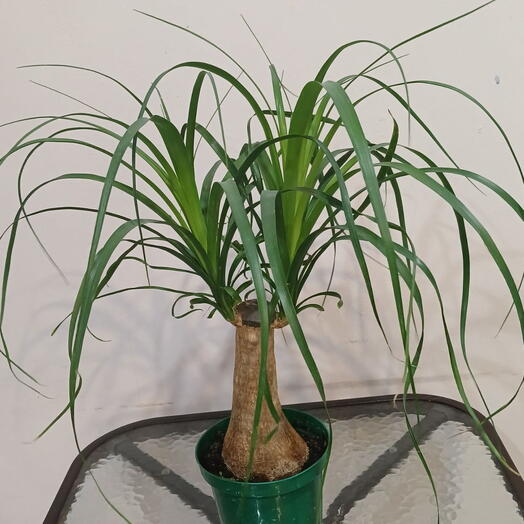 Пальмы нолина