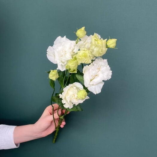 Эустома белая (Лизиантус)