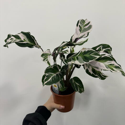 Калатея в горшке