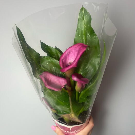 Комнатное растение Калла фуксия