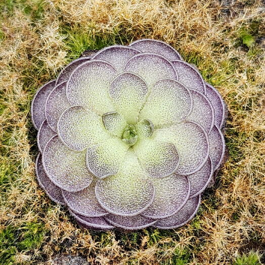 Жирянка Pinguicula cyclosecta