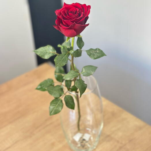 Роза эксплорер 60 см