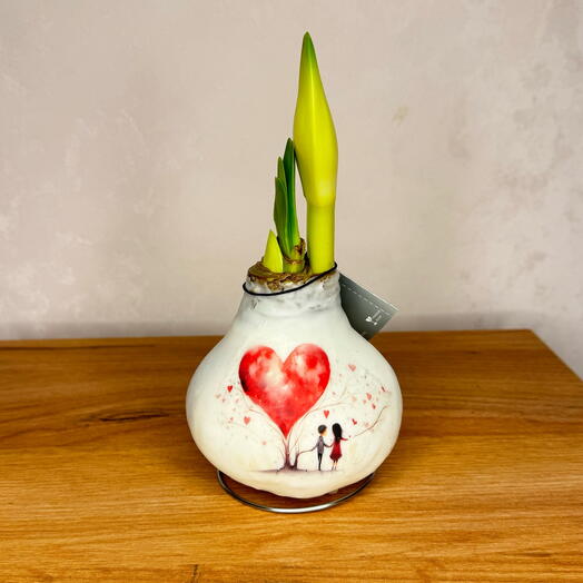 Луковица амариллиса на день влюбленных