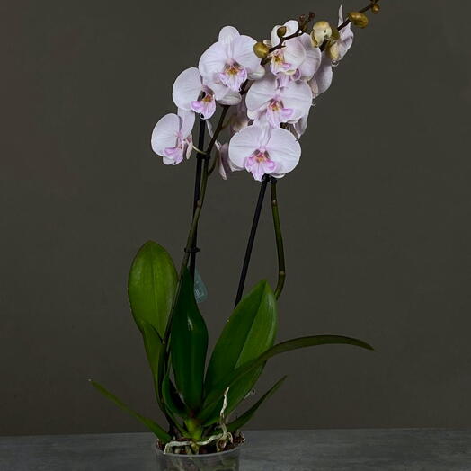 Орхидея Фаленопсис бело-сиреневая