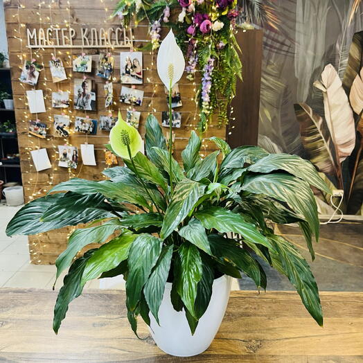 Спатифиллум Свит Сильвер пересаженный