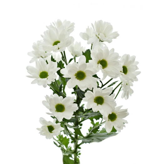 Chrysanthemum Kennedy White