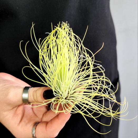 Тилландсия Андреана (Tillandsia Andreana)