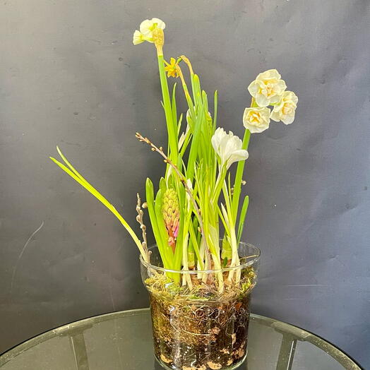 Мини клумба в стеклянной вазе. Нарциссы, крокусы, гиацинт