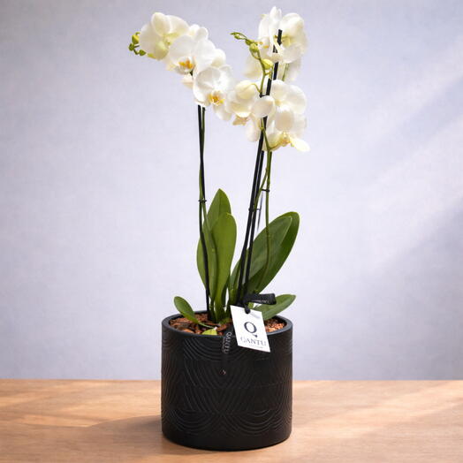 Premium White Orchid in Black Pot