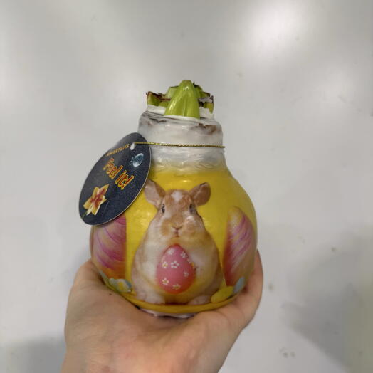 Луковица амариллиса Кролик