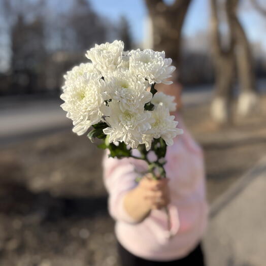 Хризантема Белая