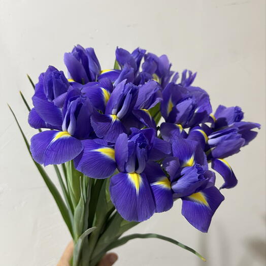 Ирис 17 штук 💜