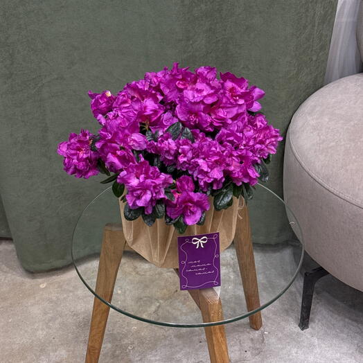 Азалия малиновая / маме в крафтовой вазе