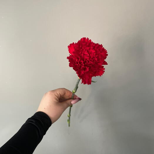 Красная гвоздика
