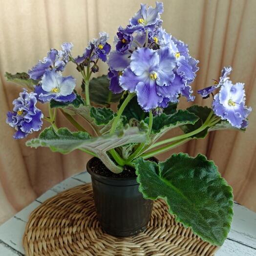 Фиалка (*159т) цветущая