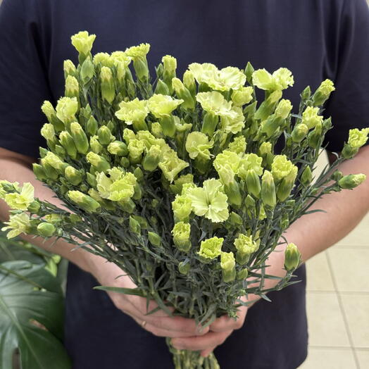 Пачка гвоздика кустовая зеленая (15 шт)