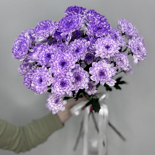 Фиолетовые хризантемы 5 Алтай