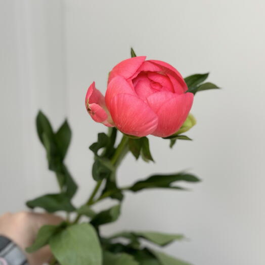 Пионы, которые меняют цвет